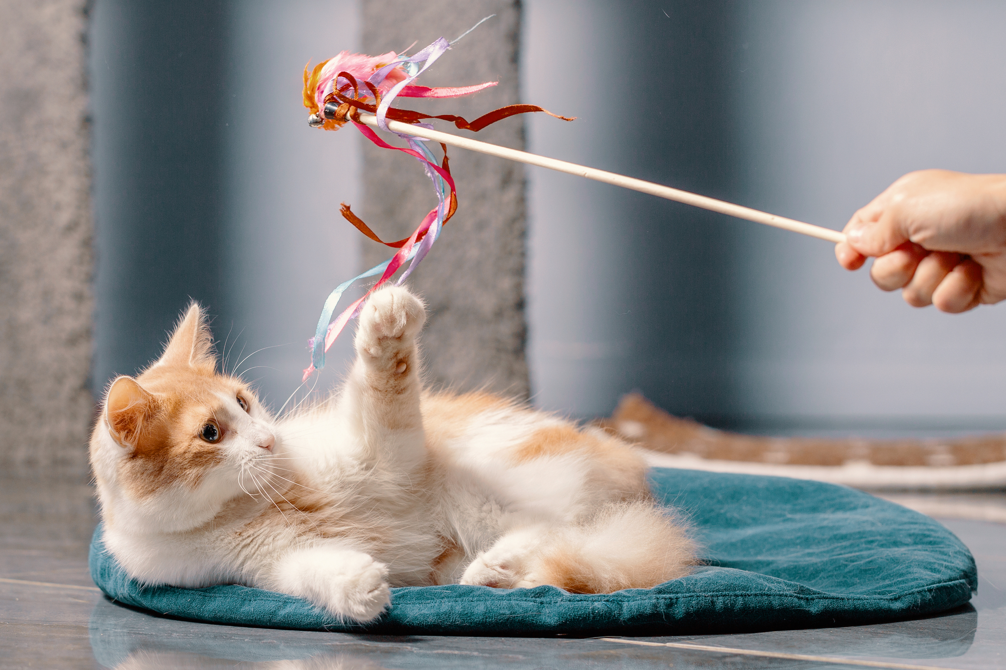 person playing with his cat