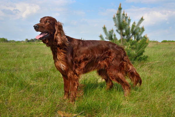 Englsih Cocker Spaniel