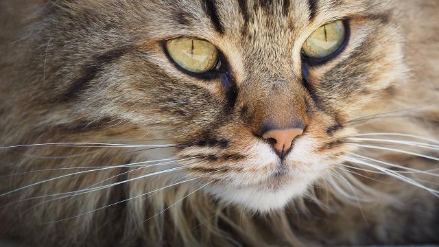 Closeup photo of a persian cat.