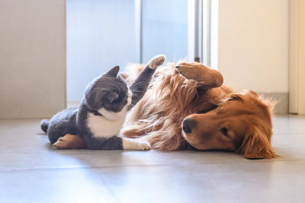 cat and dog playing together