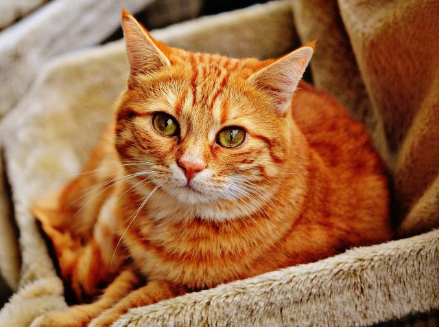 Sitting ginger tabby cat.