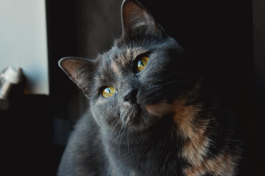 Black and orange fat cat.