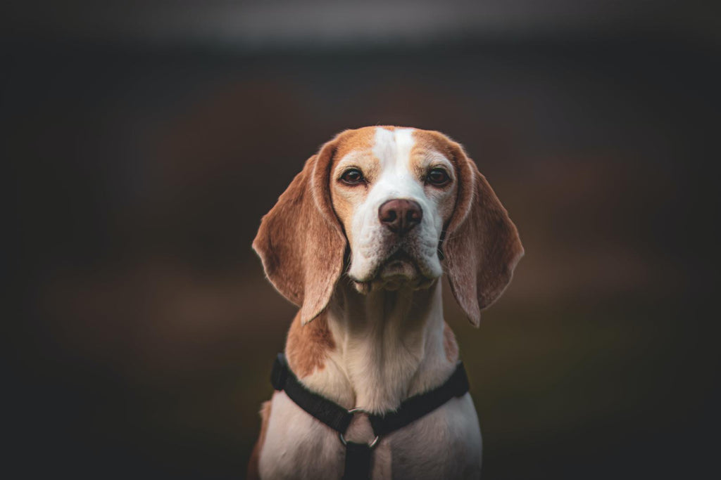 senior beagle dog sitting