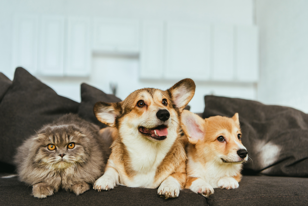 Cat and dogs sitting on a couch