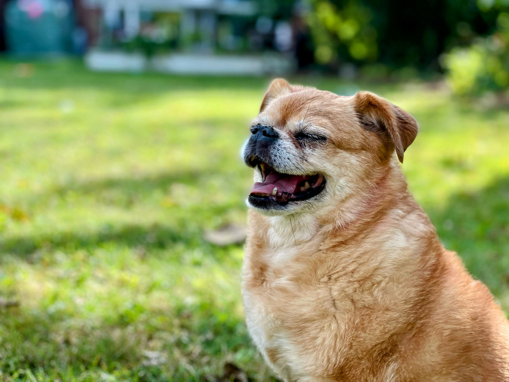 happy dog on outdoors