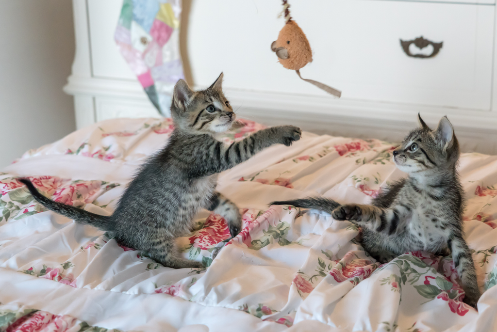 Two cats playing on a bed.