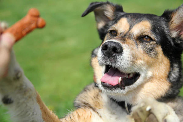 German Shepherd Mix Dog Begging for Treat