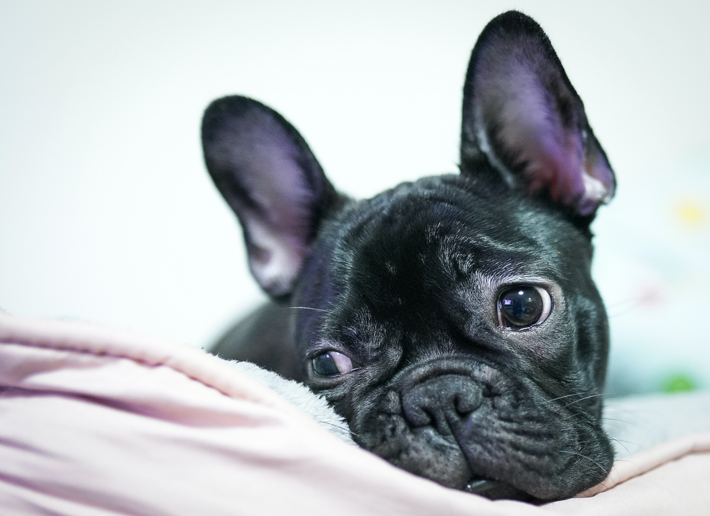 black senior bulldog lying on the bed