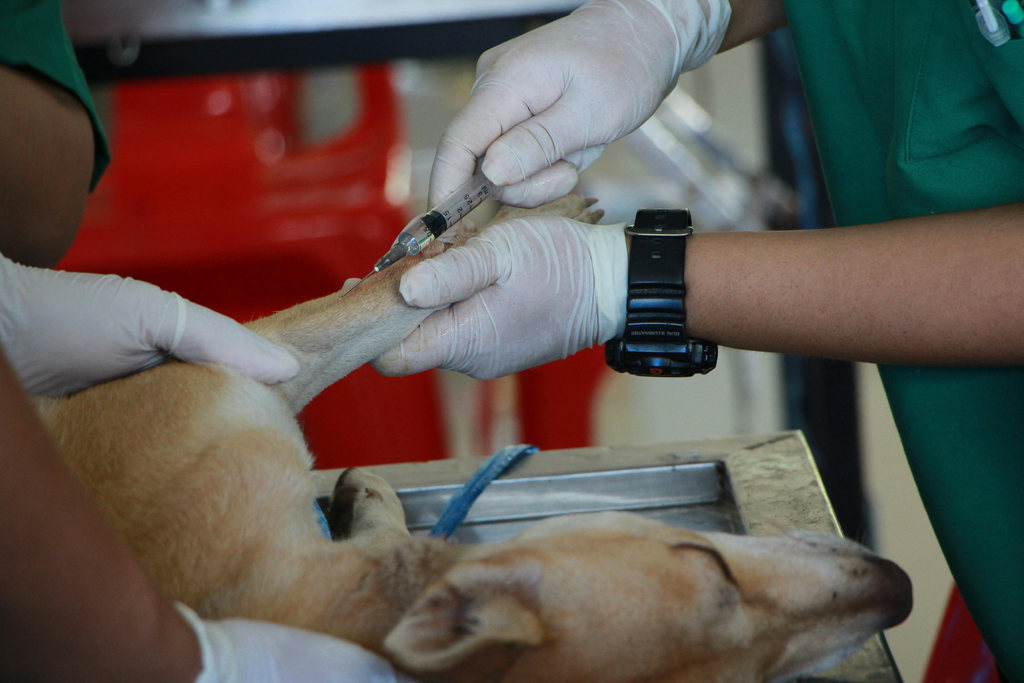 vet taking blood sample from dog