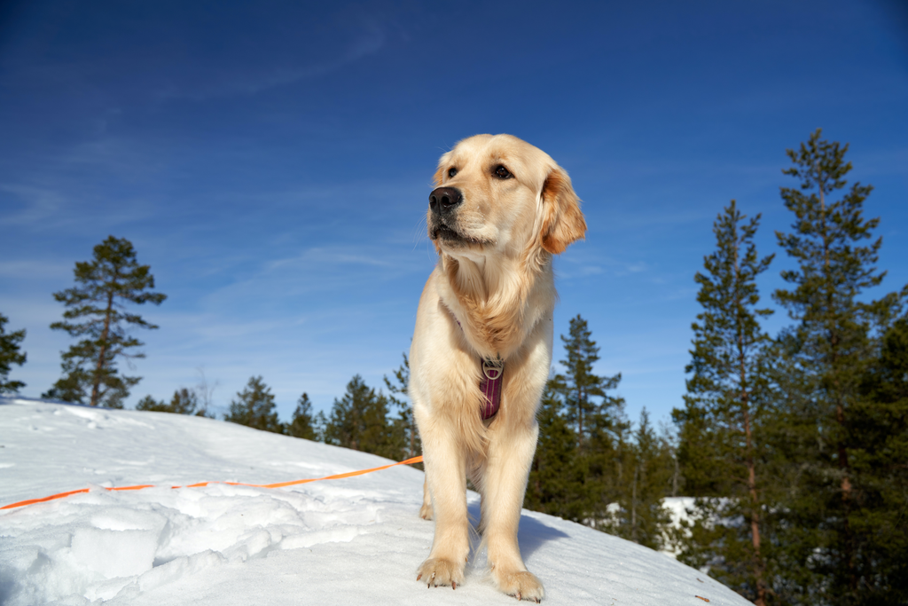 Senior Goldie on a snowy hike.