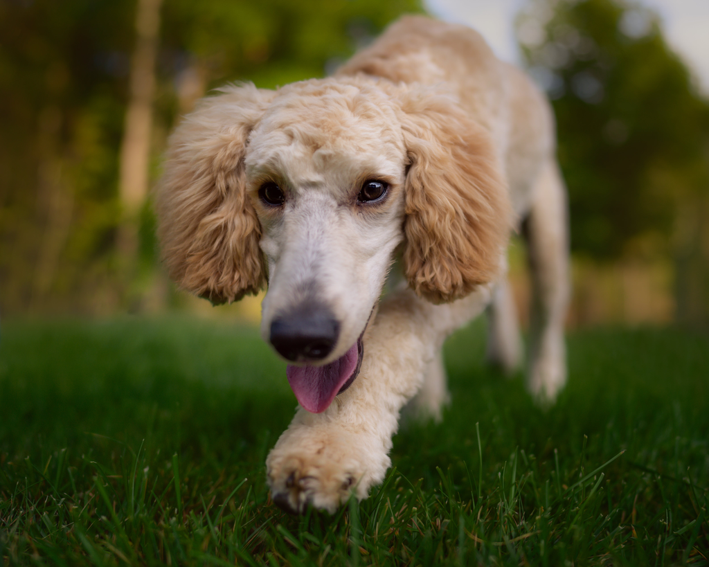 A senior Poodle engaged in nose work training.