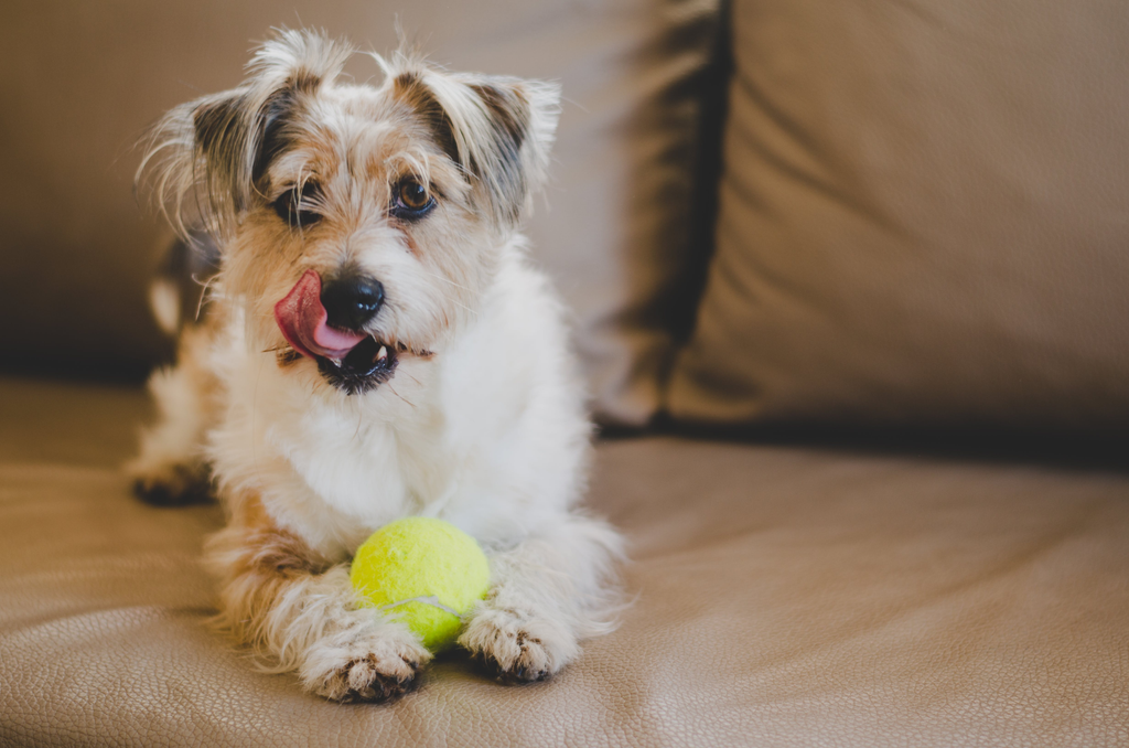 playful dog with his ball