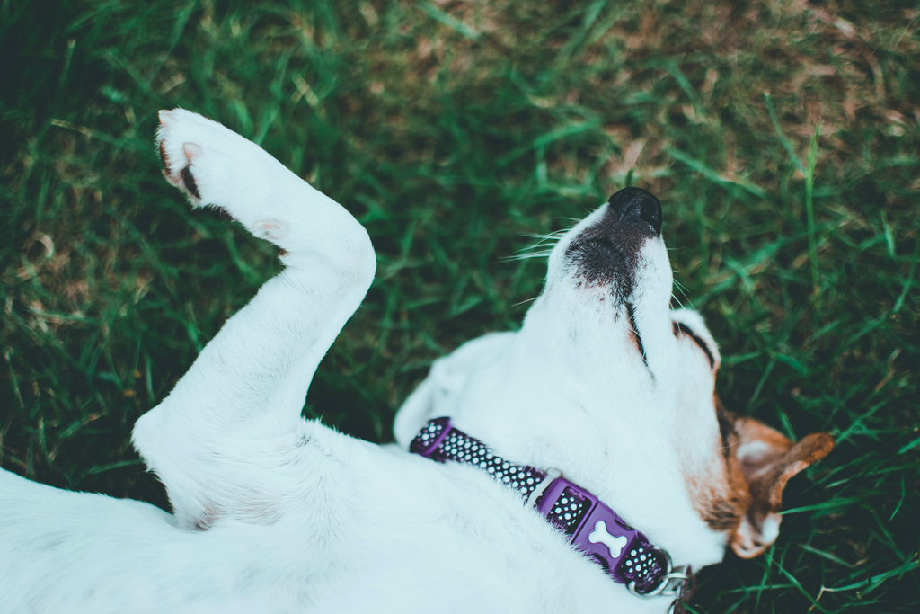 Dog sleeping on the grass.