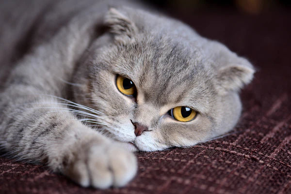 cat lying in bed