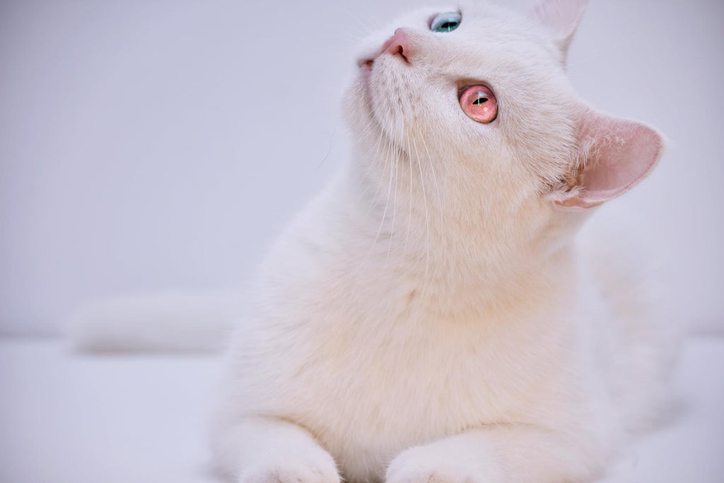 White cat with a heterochromia.