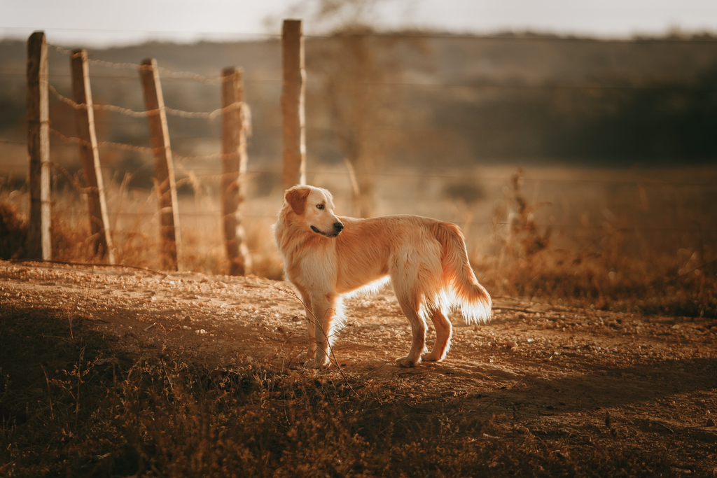 an active outdoor dog