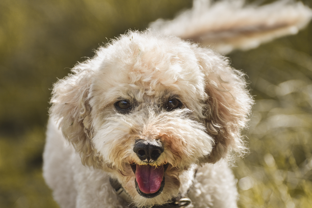 senior poodle smiling at the camera