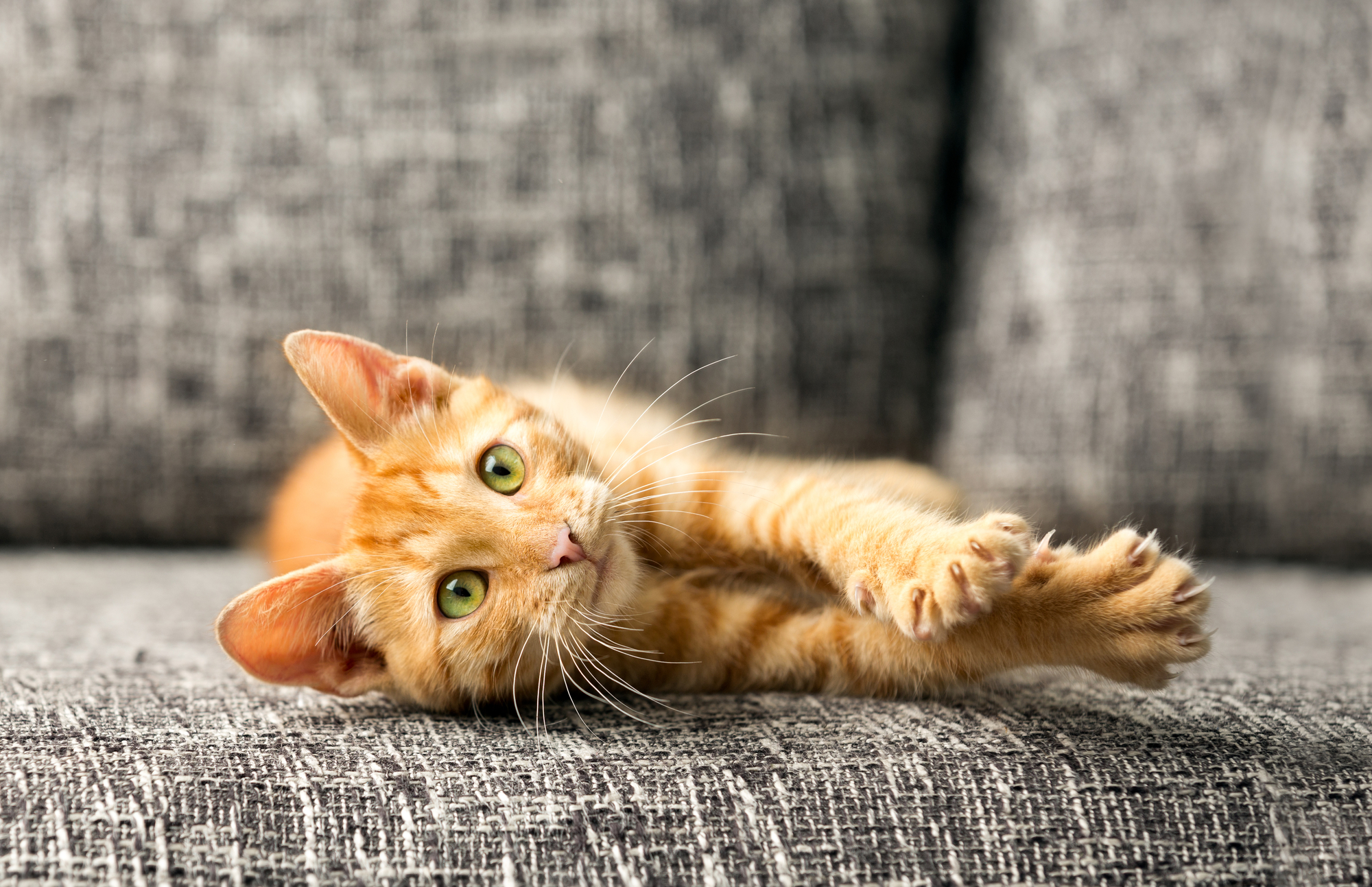 Cat stretching on a couch