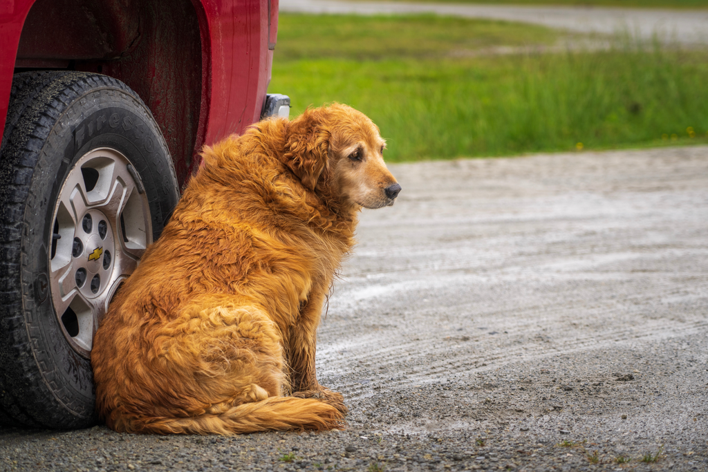 Senior Golden Retriever showing signs of sickness