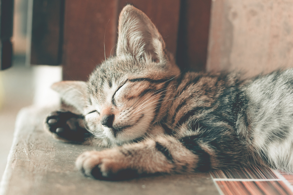 Cute kitten sleeping on the floor