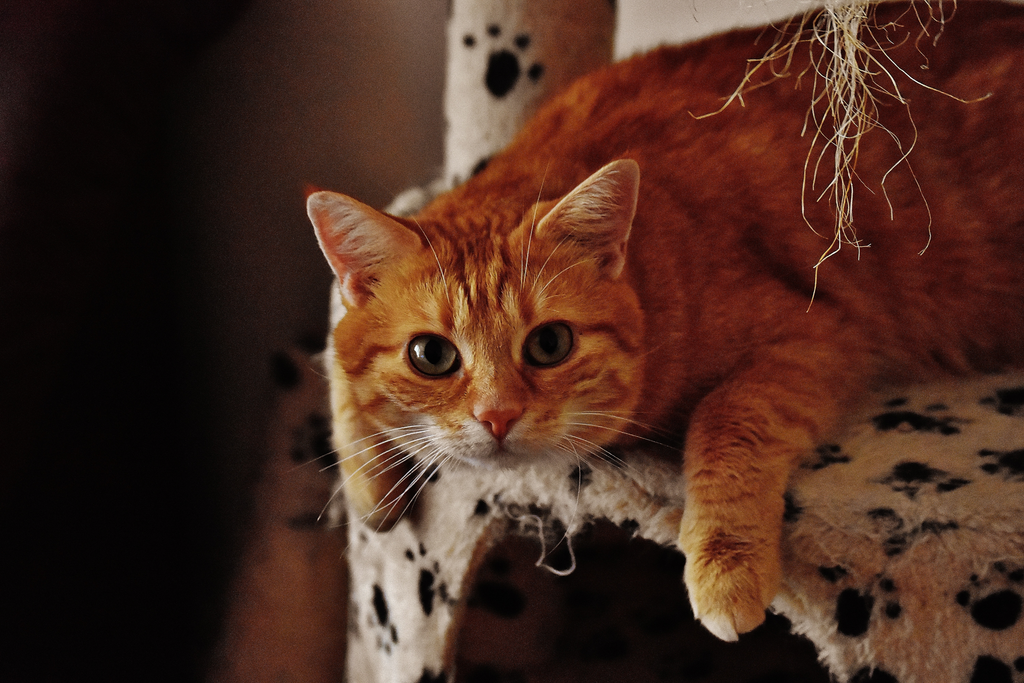 cat on a cat tree