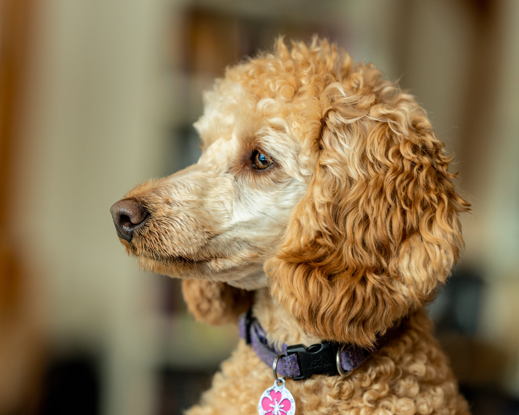 A senior Poodle with a very thick coat.