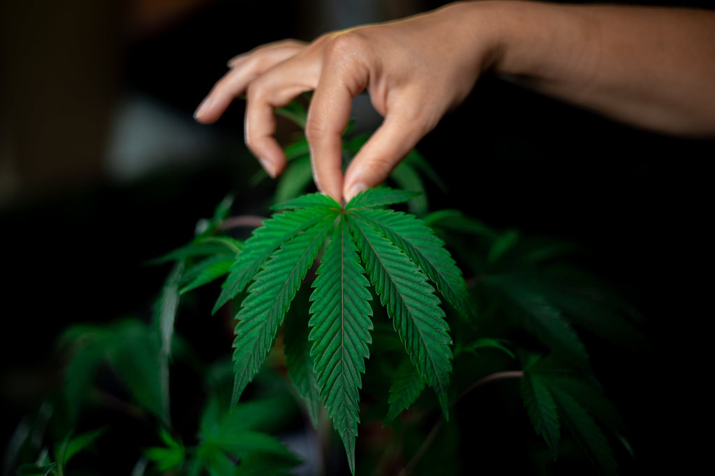 Marijuana leaf being held.