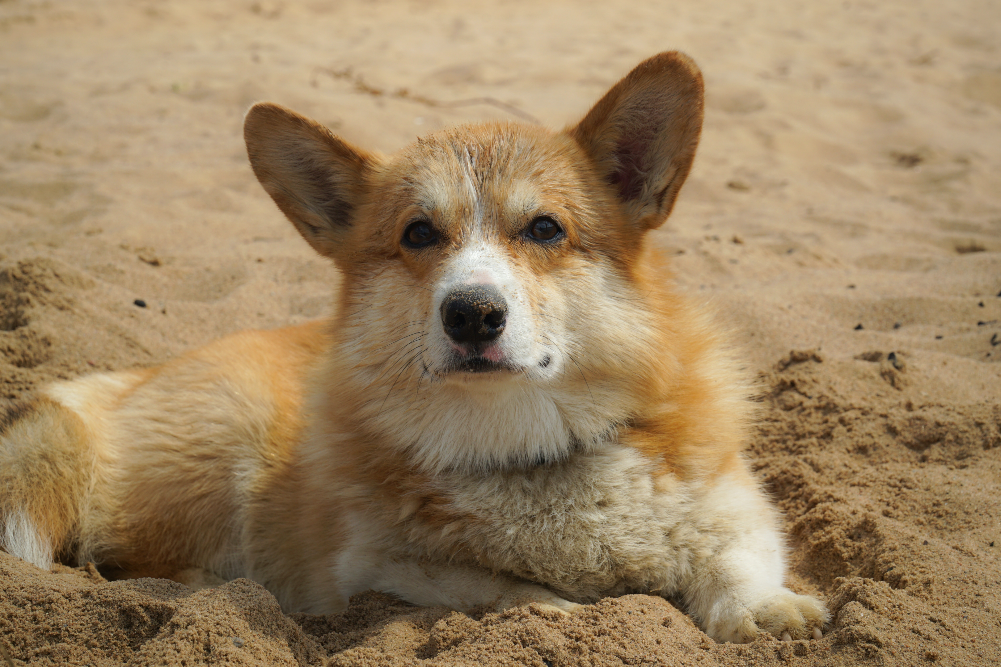 senior Pembroke Welsh Corgi suffering from toothache