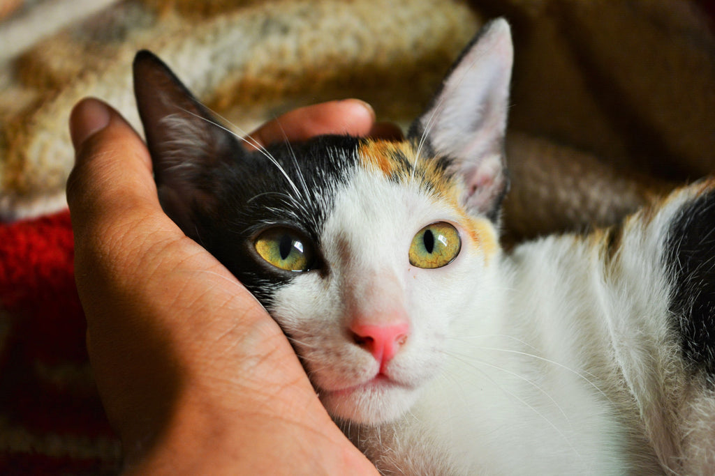 Man caressing his cat.