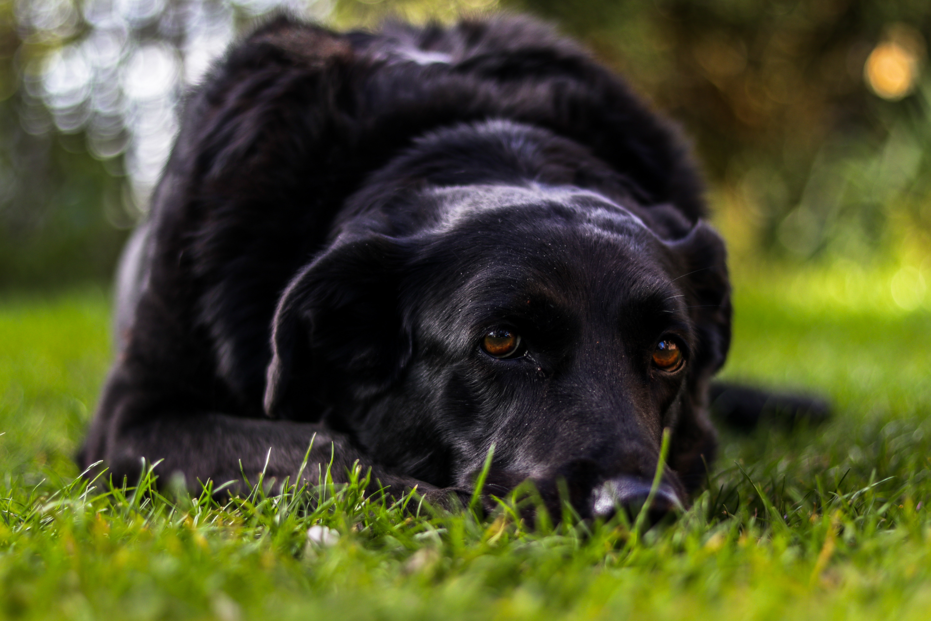 senior Labrador Retriever lying on the grass