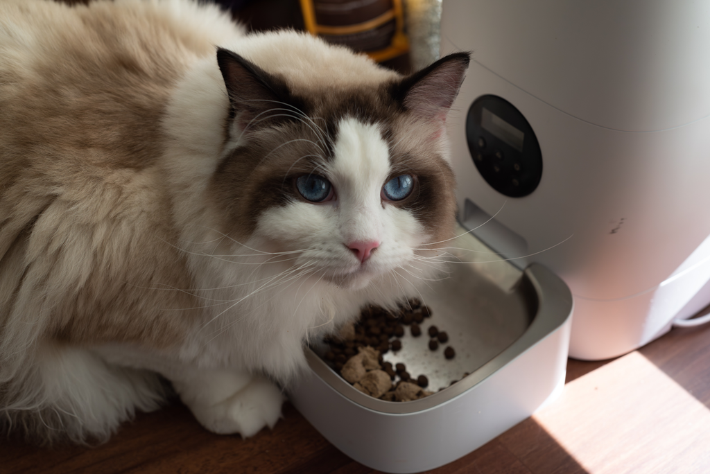 Cat ready to feed on manufactured food