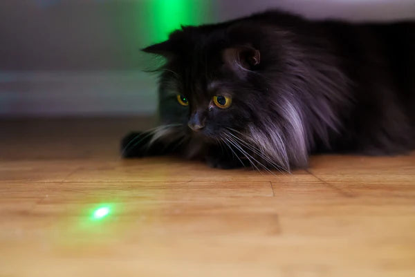 Scottish straight cat playing with laser pointer