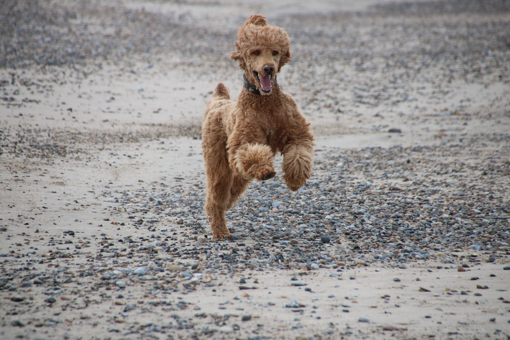 A senior Poodle having fun while exercising.