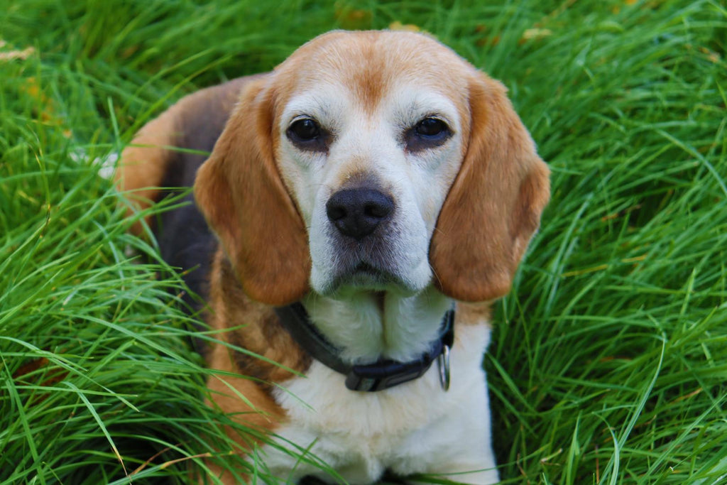 Beagle dog sitting on the grass