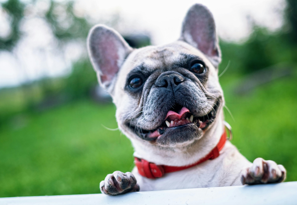 happy looking dog