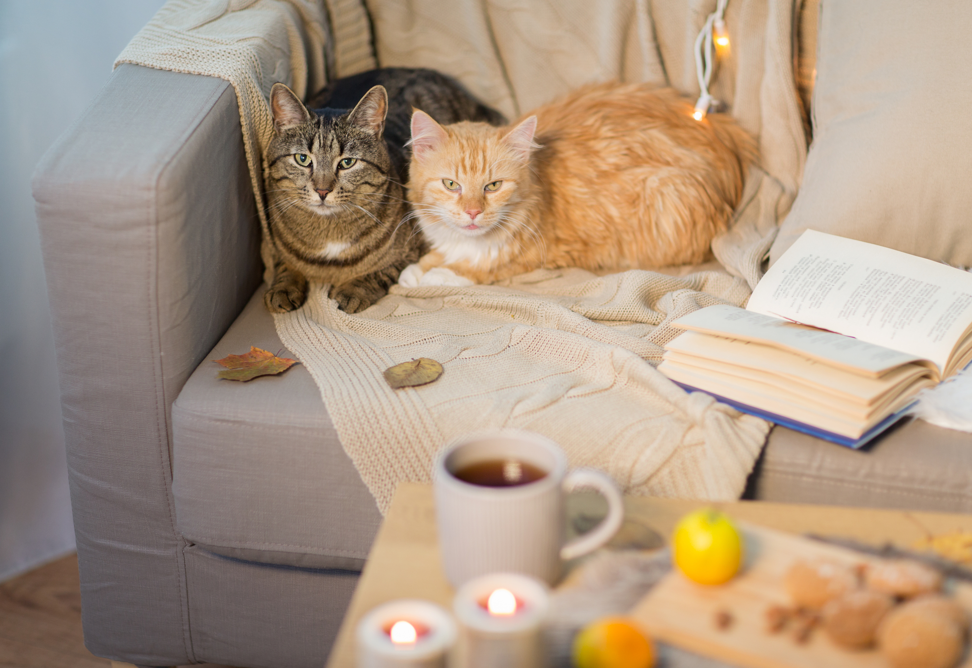 Two cats sitting on a couch