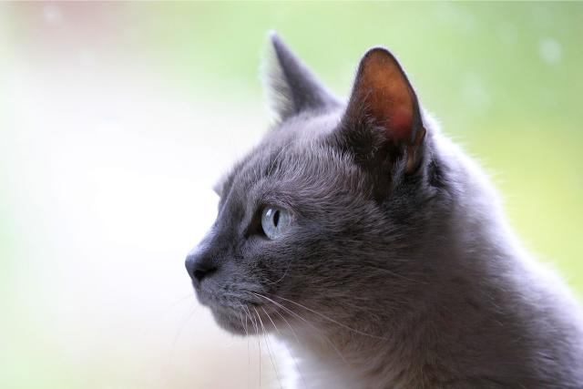 A gray cat.