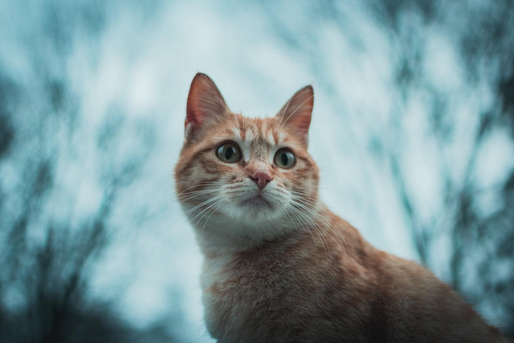 Ginger cat outdoors.