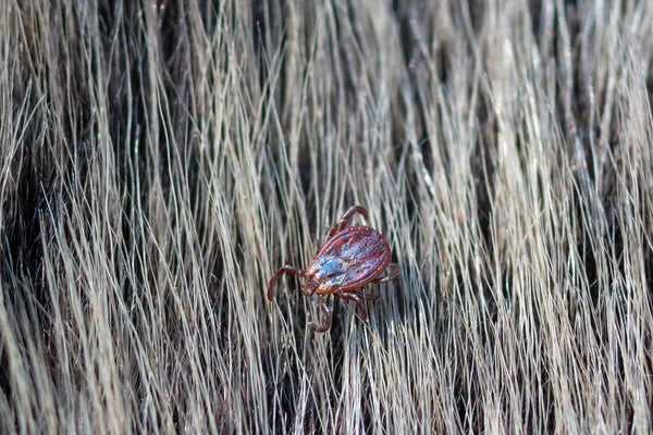 dog tick crawling animal fur