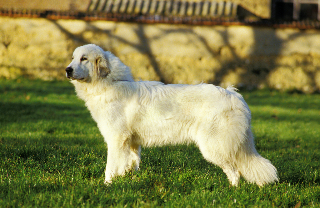 Pyrenean Mountain Dog