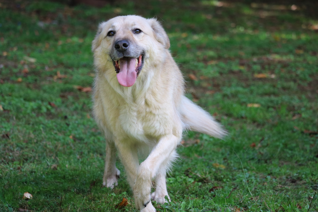 Senior Golden Retriever playing in the backyard