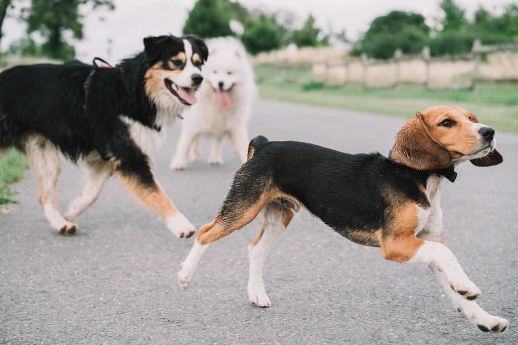 A senior Beagle socializing with other dogs.