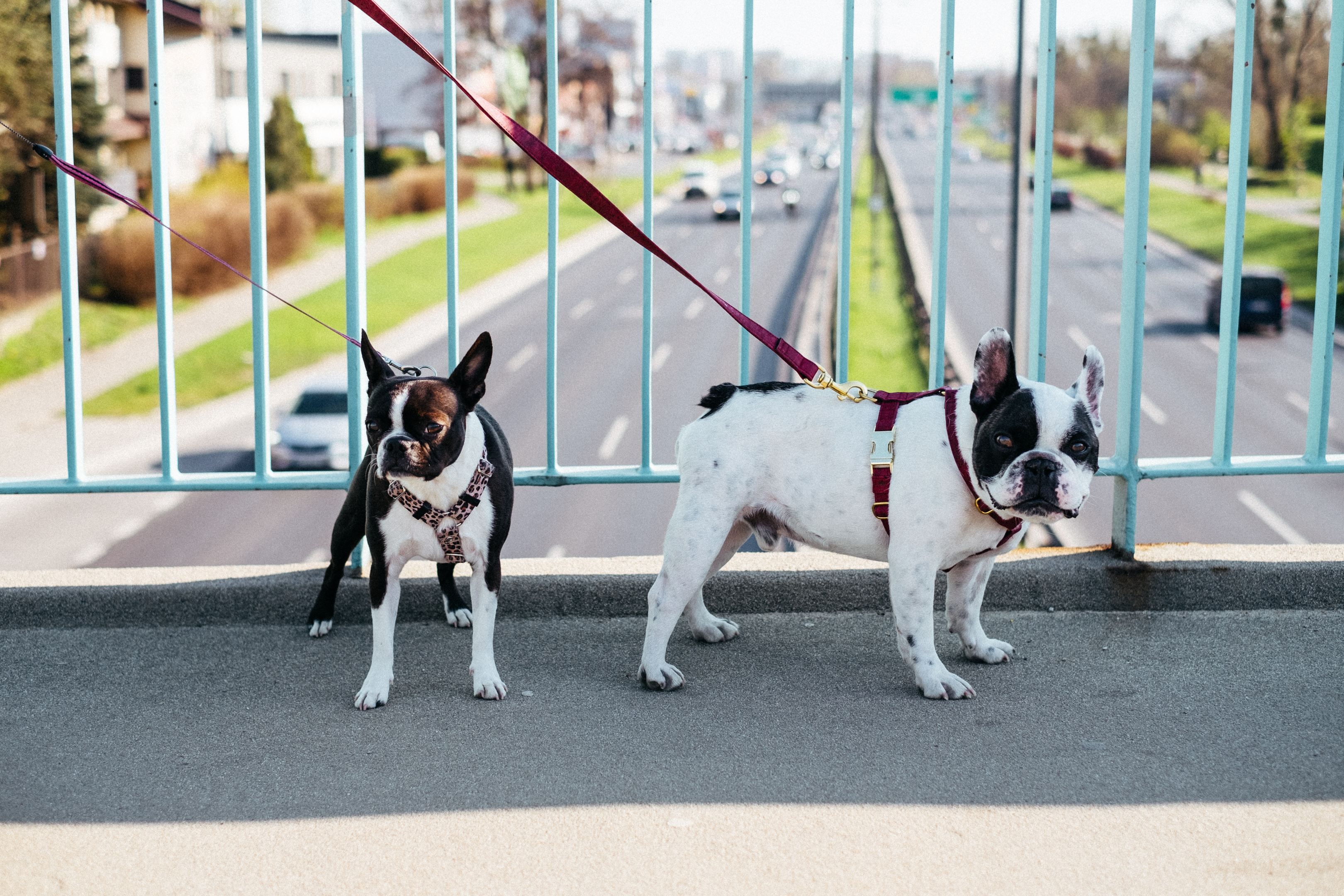 Two Senior Boston Terriers on leash