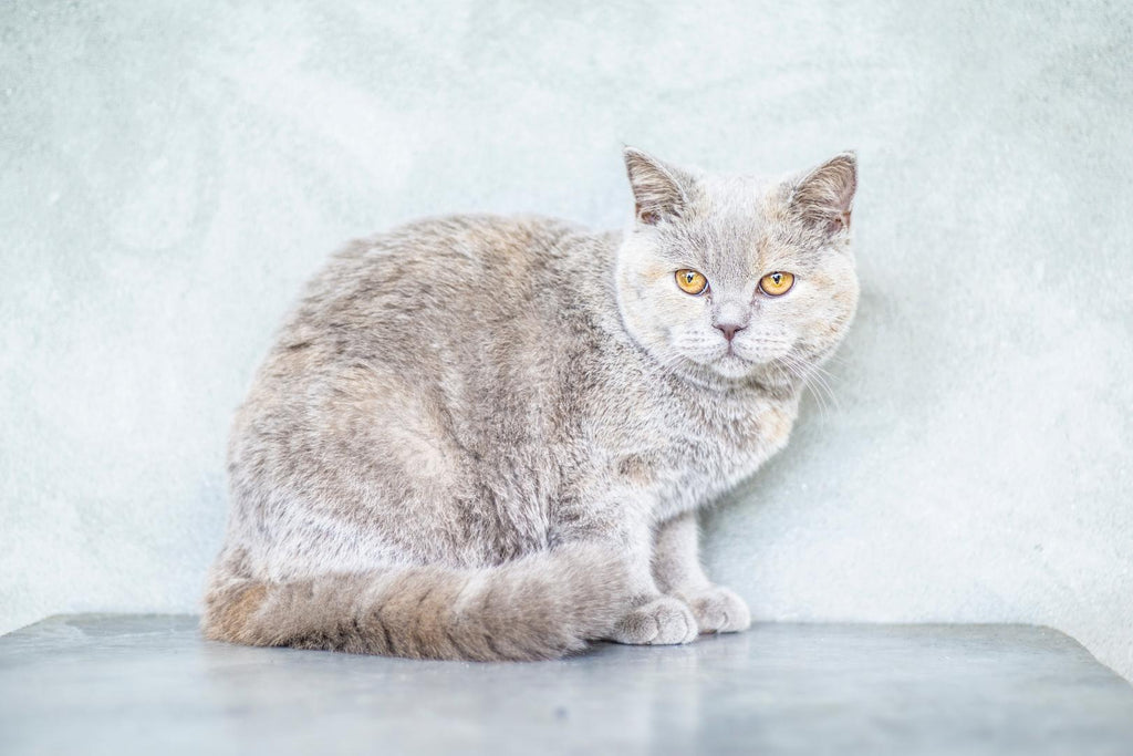 A cat waiting for a treat.