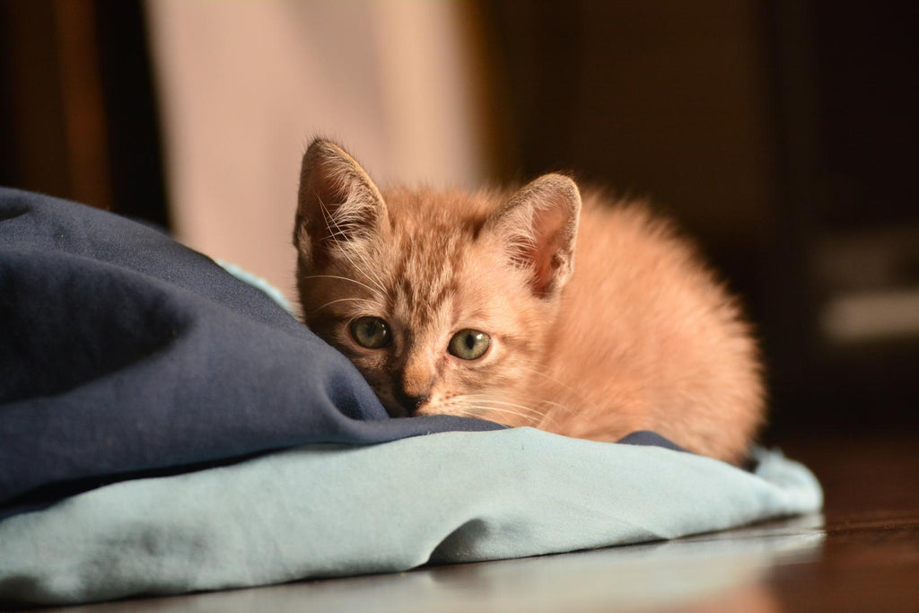 Cat sitting on pillow.