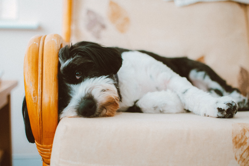 Dog laying on the chair