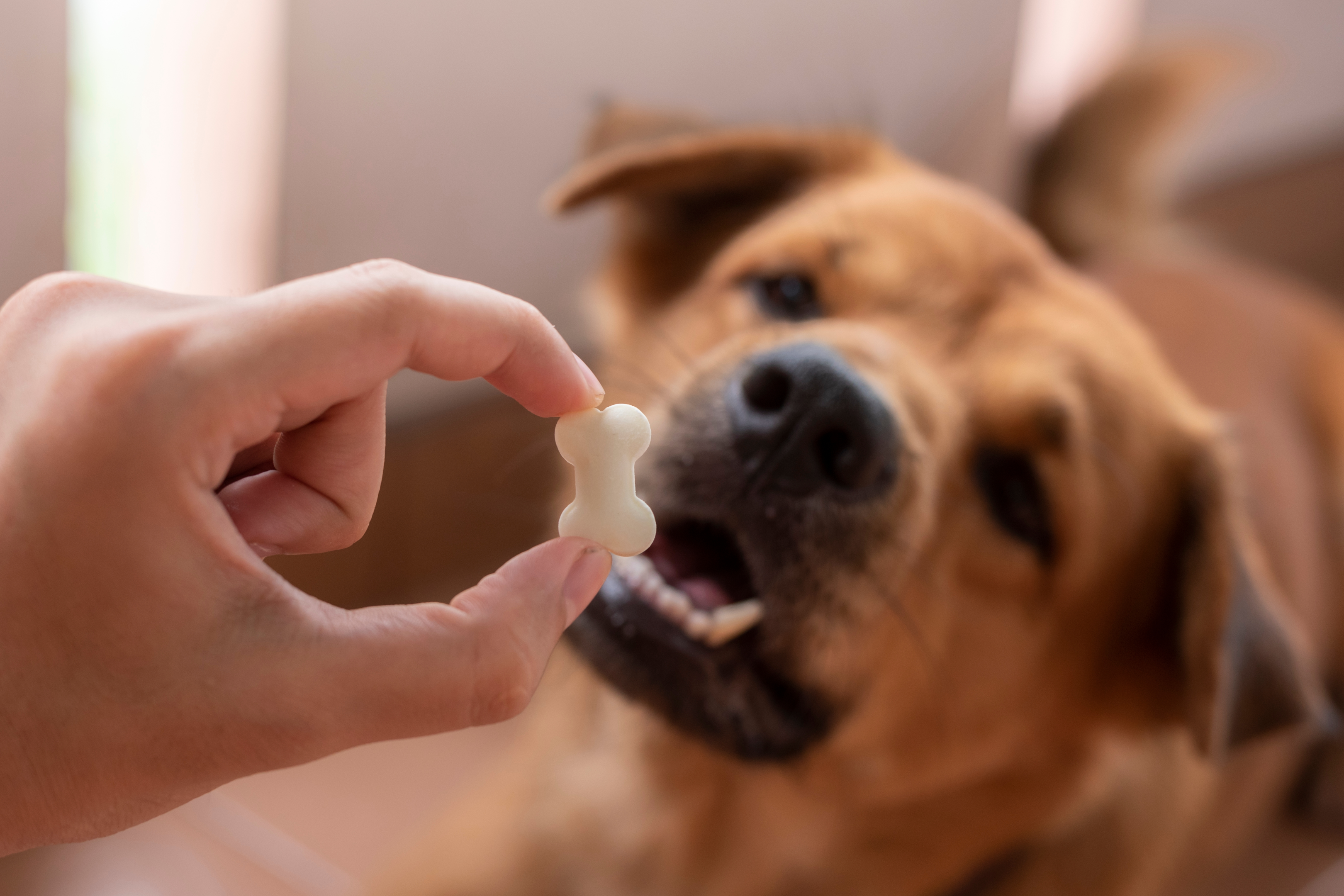 A person giving dog's treat