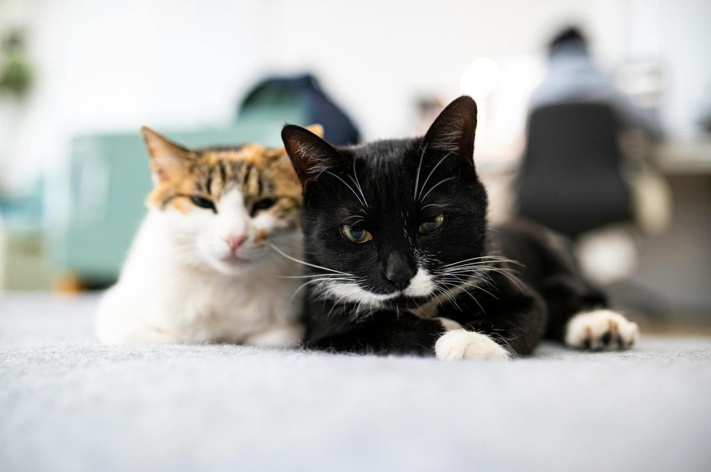 Two cats posing for camera