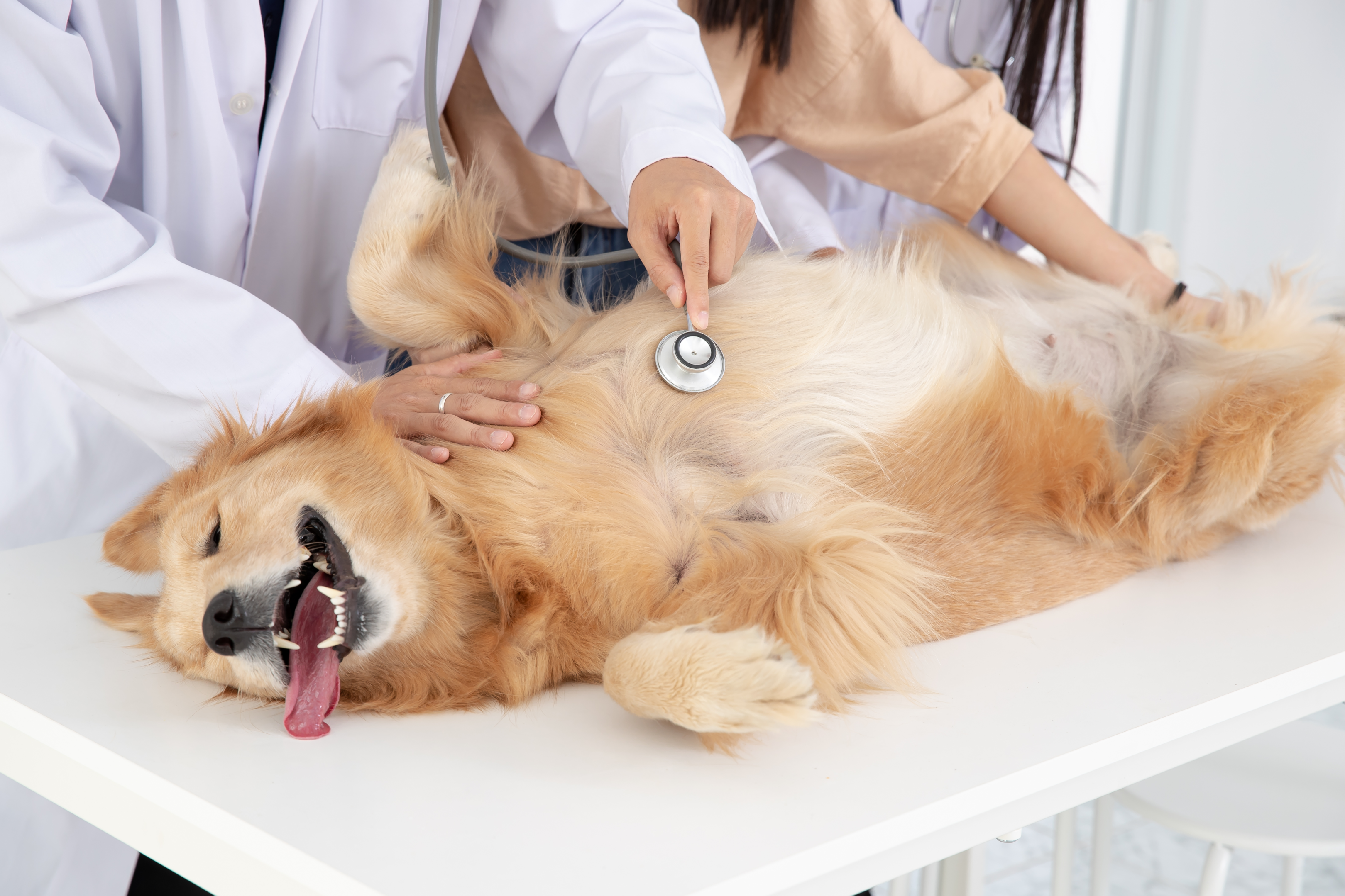 Happy dog getting a check up