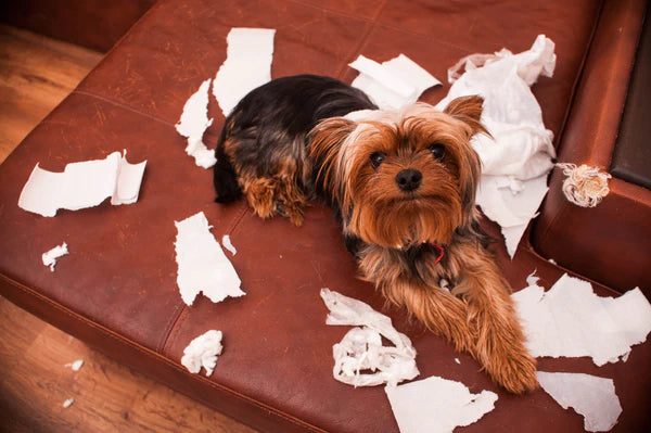 dog sitting on messy floor